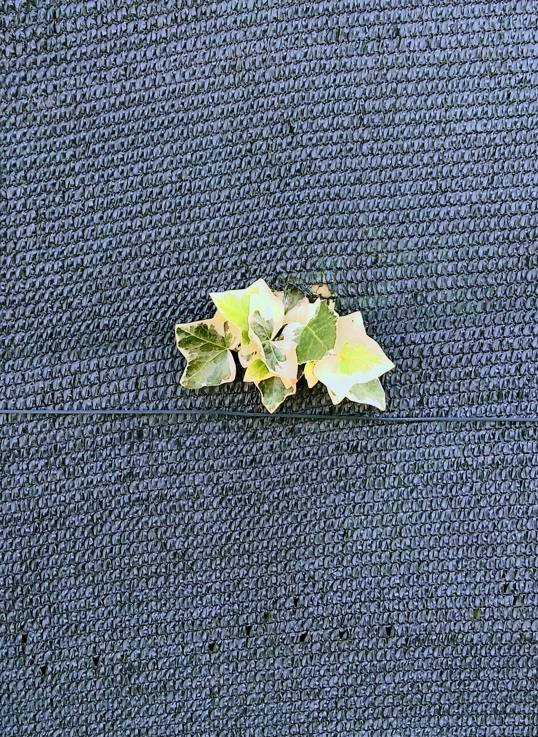 fotografia i un telo usato per la recinzione di un giardino, bucato da un ciuffo di edera. Usata per rappresentare il progetto Negoziare i confini.
